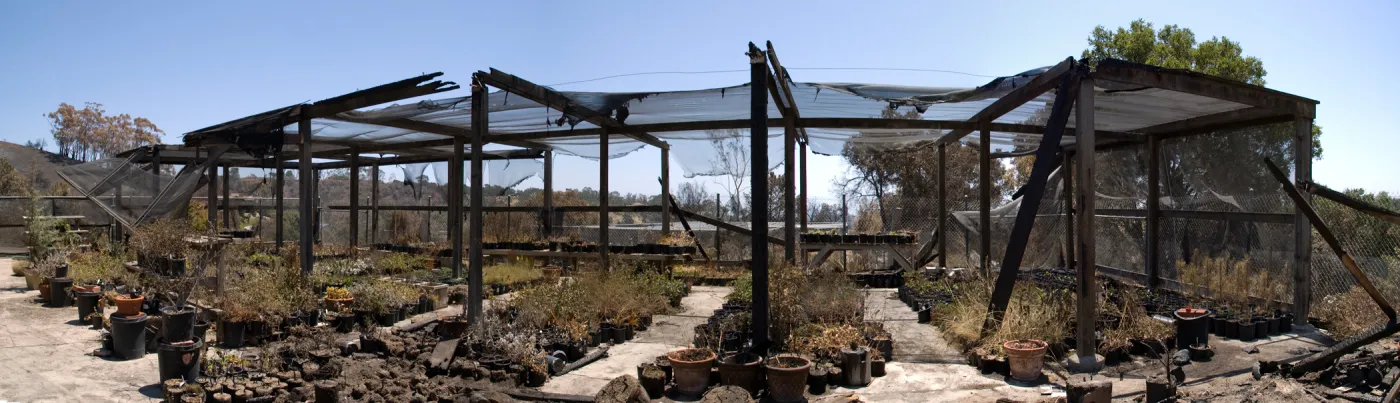 Horticulture Nursery growing area with potted plants burned in the Jesusita Fire