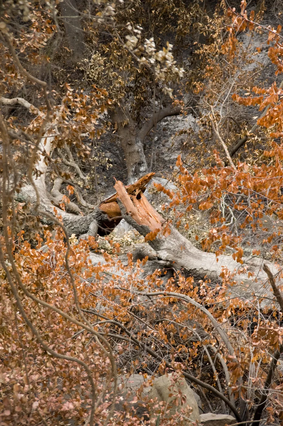 toppled oak tree (Coastal Live Oak) in the canyon, after the Jesusita Fire