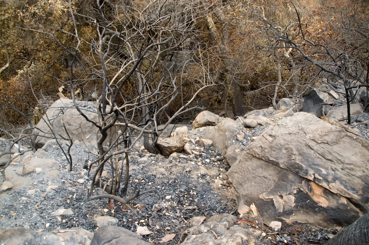view into the canyon from the Campbell Trail, after the Jesusita Fire
