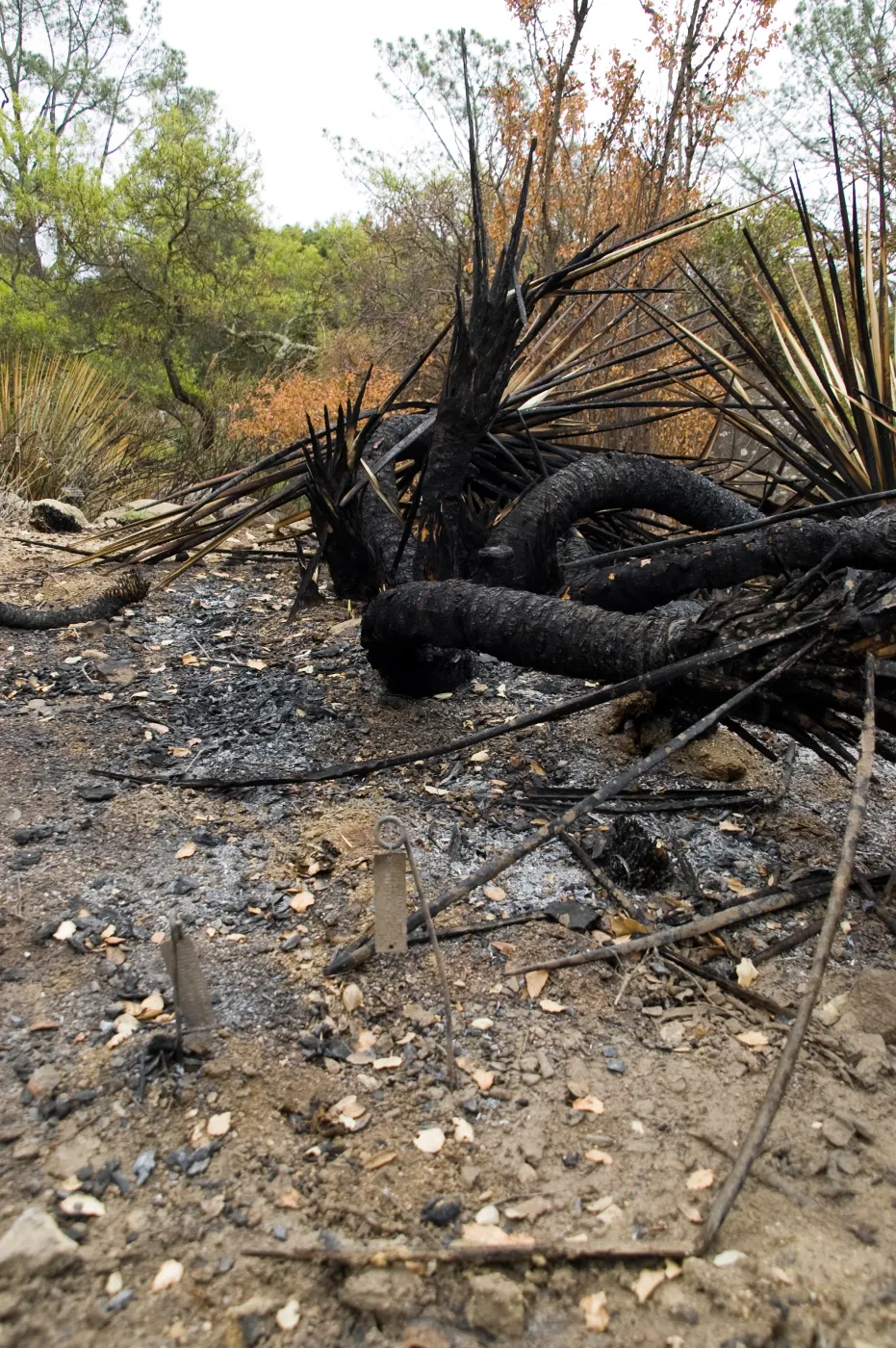 Desert Section, after the Jesusita Fire