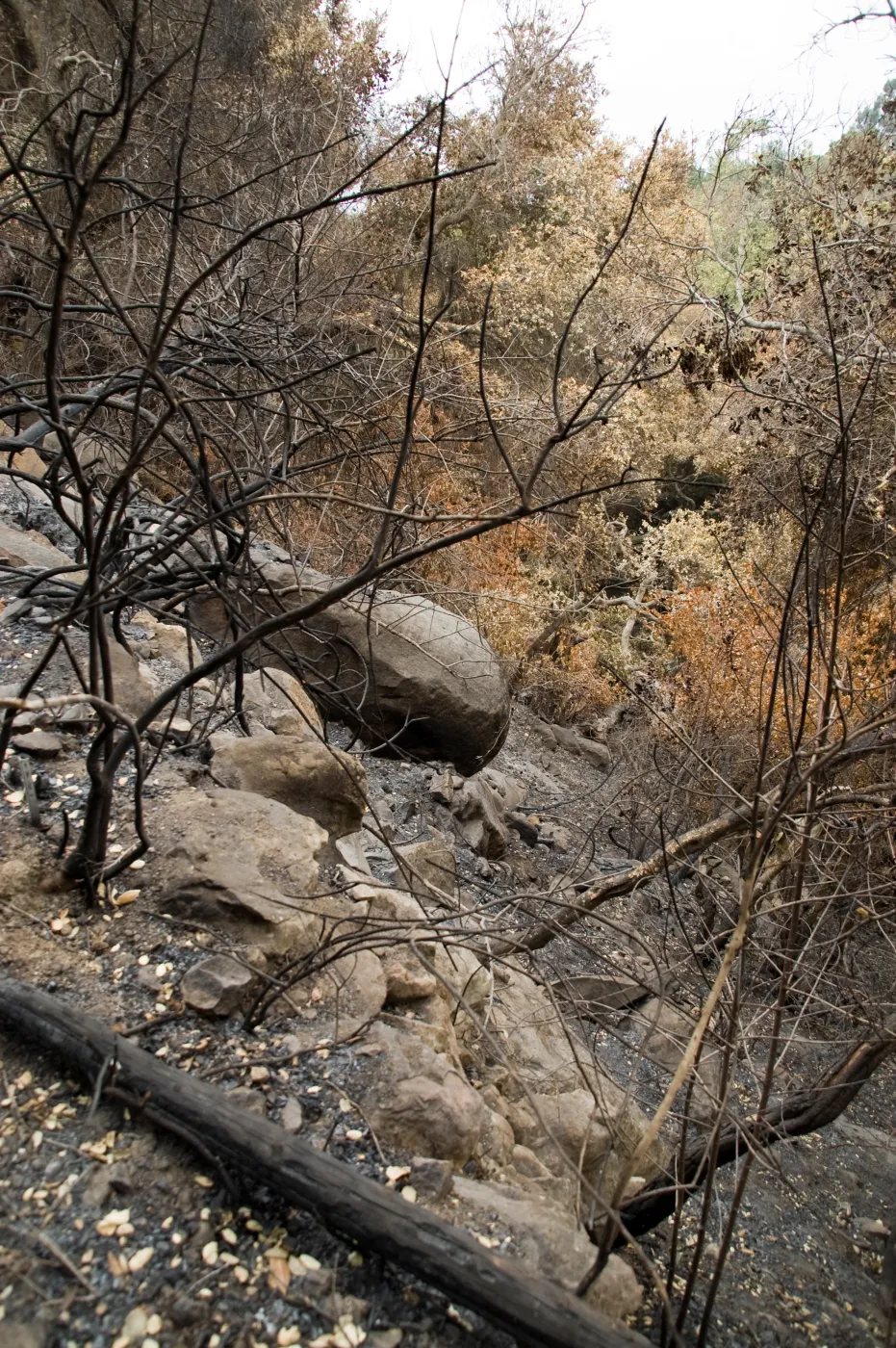 canyon slope below Campbell Trail, after the Jesusita Fire