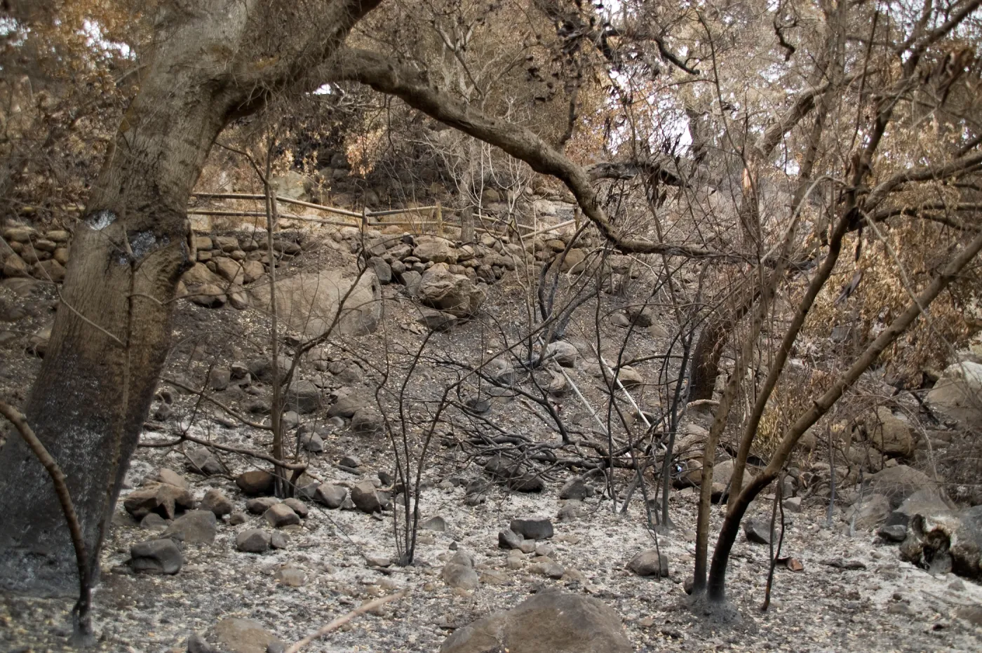 canyon slope below Campbell Trail, after the Jesusita Fire