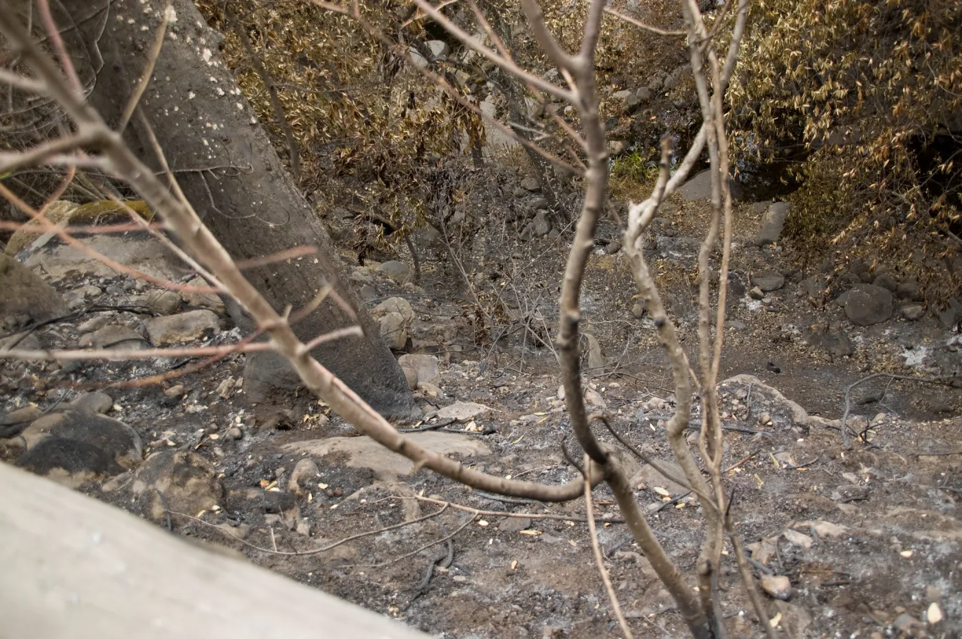 Mission Creek, after the Jesusita Fire