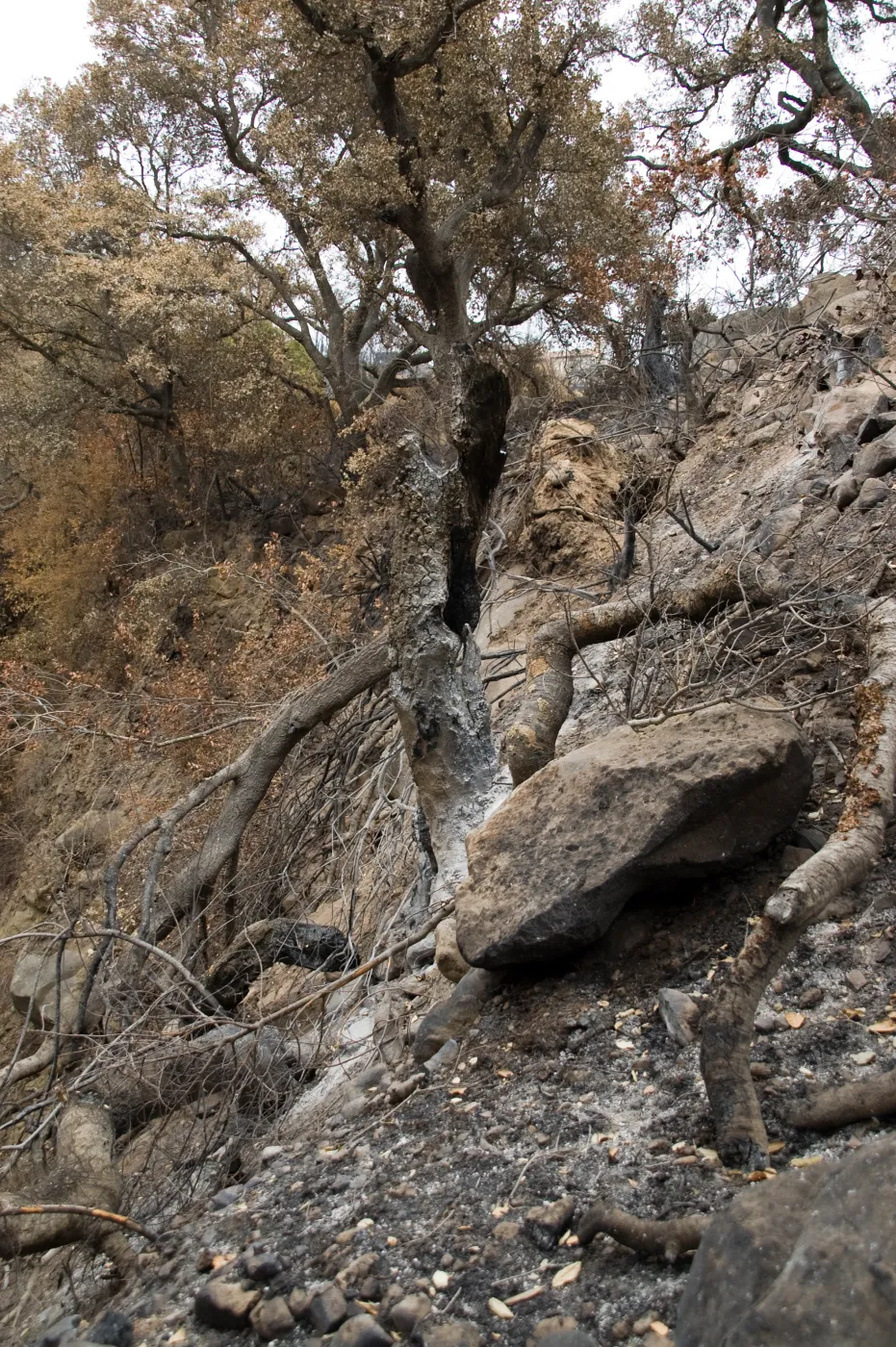 burned oak (Coastal Live Oak) on east slope of Mission Canyon, after the Jesusita Fire