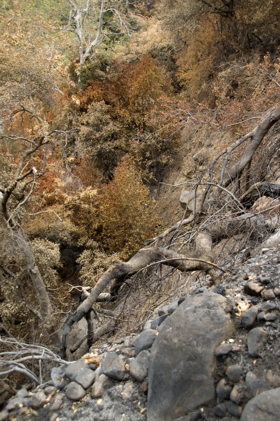 burned oak on east slope of Mission Canyon, after the Jesusita Fire