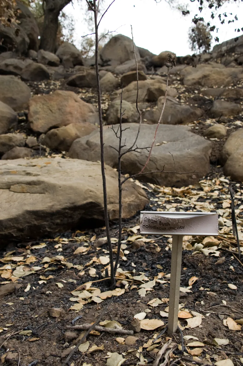 burned and melted plant identification label, after the Jesusita Fire