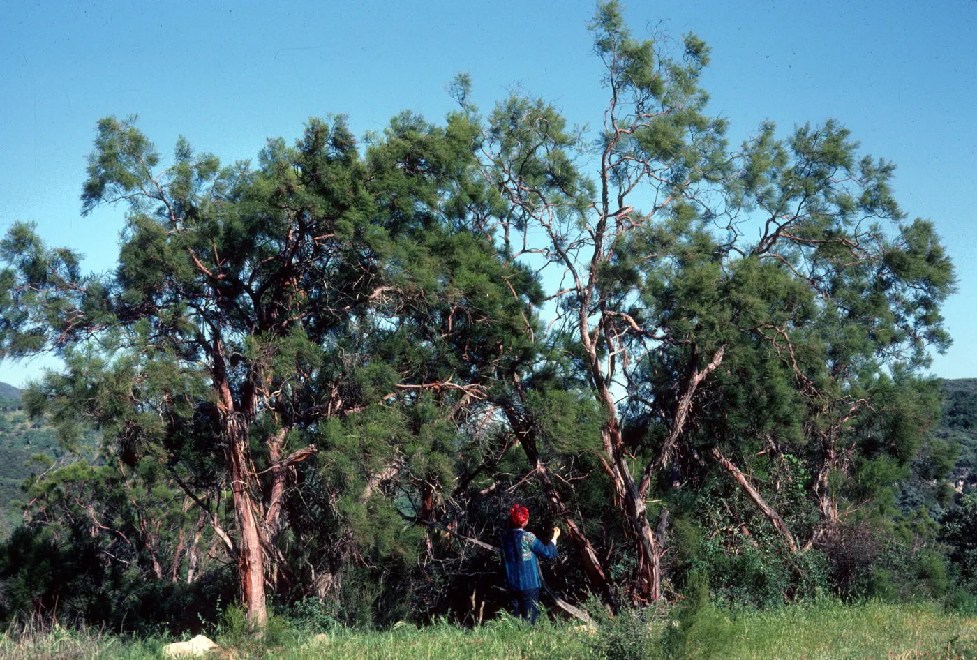 Redshanks, ribbonwood