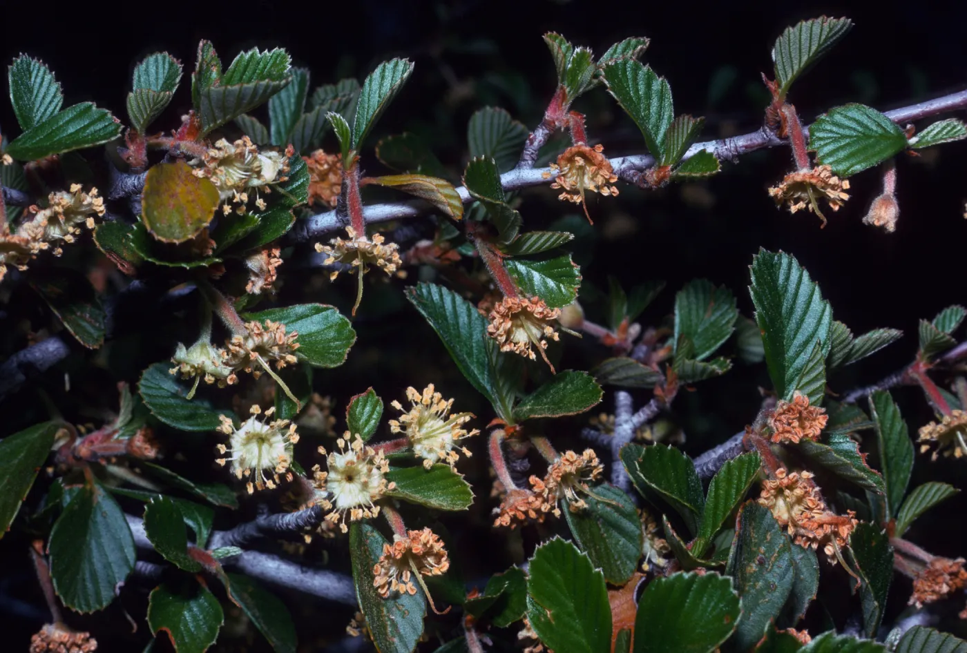 Cercocarpus betuloides Branch with Flowers