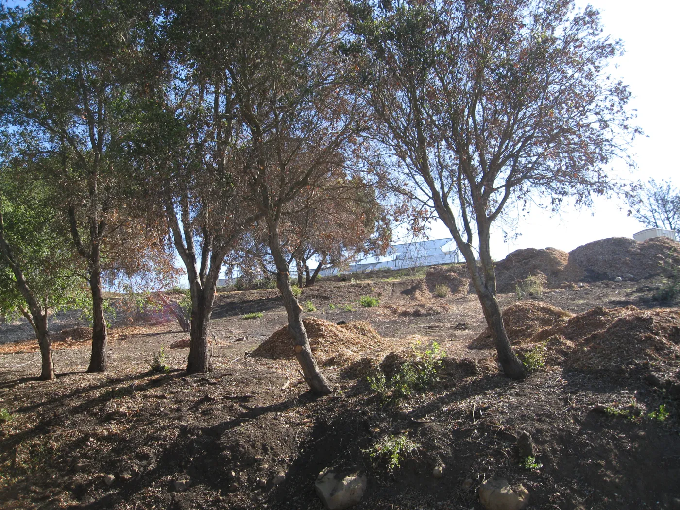 Clearing in Cypress Section after Jesusita Fire