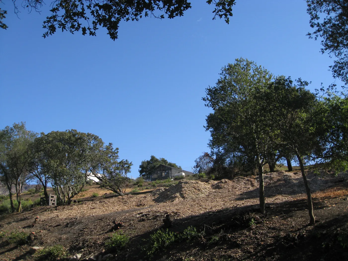Clearing Cypress area after Jesusita Fire