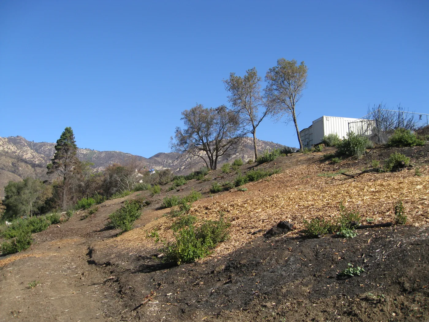 Cleared Cypress section after Jesusita Fire