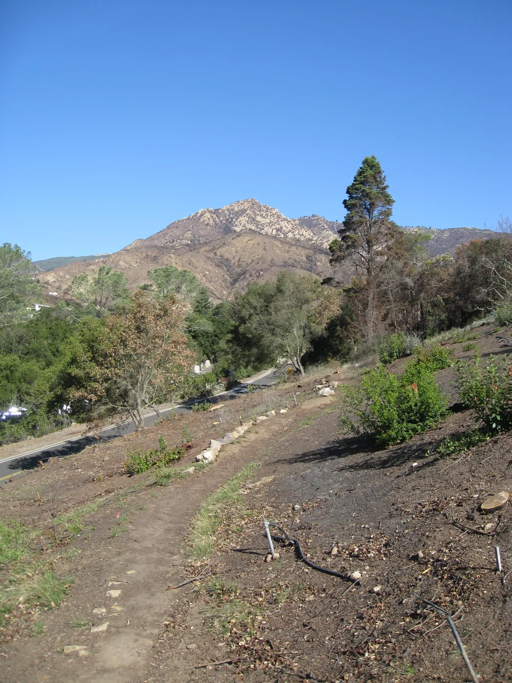 Cleared Cypress section after Jesusita Fire