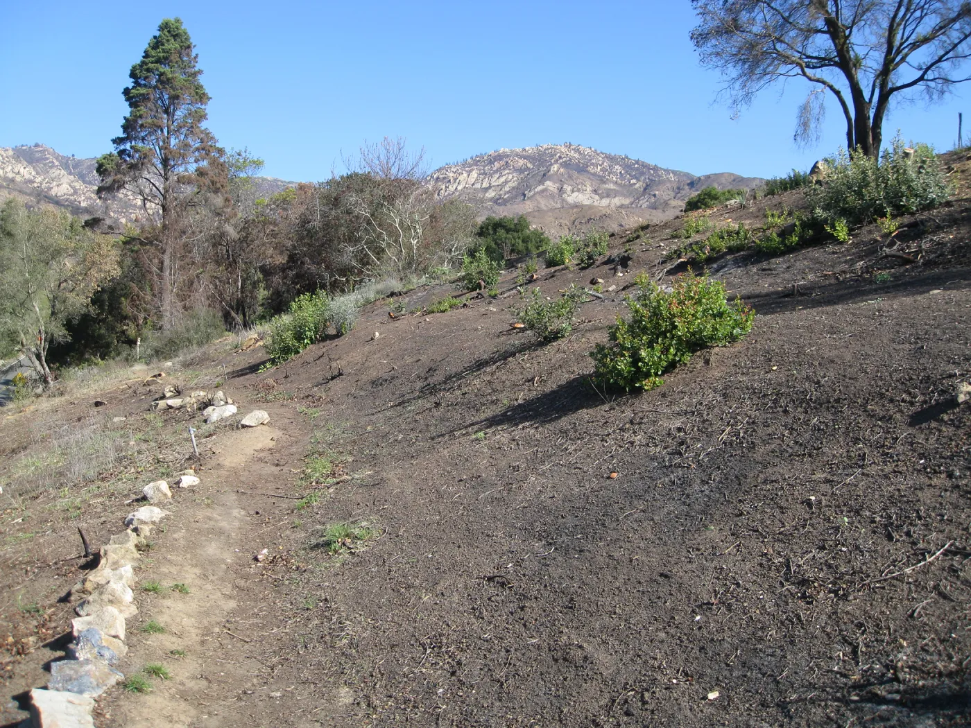 Cleared Cypress Section after Jesusita Fire