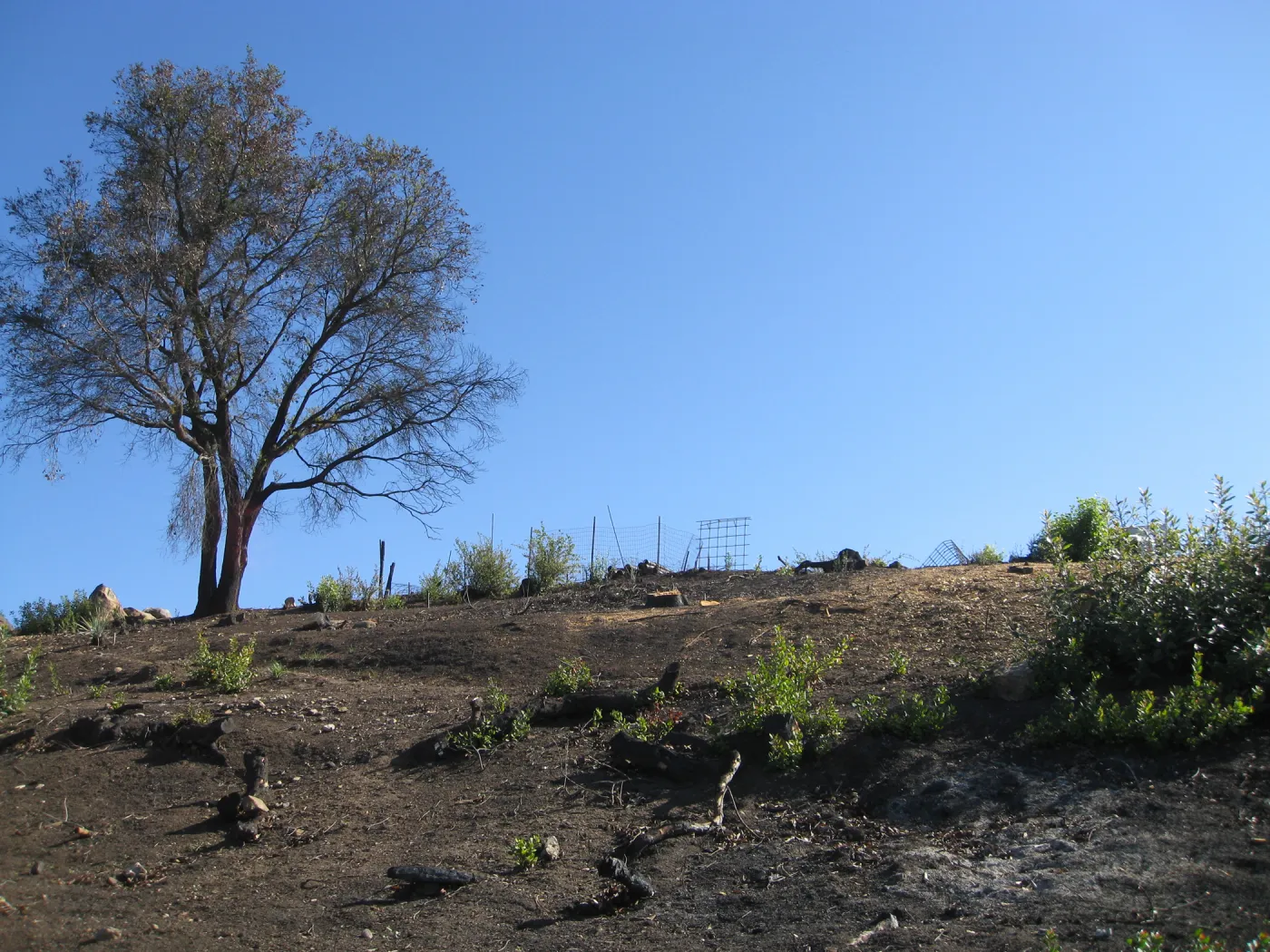 Cleared Cypress section after Jesusita Fire