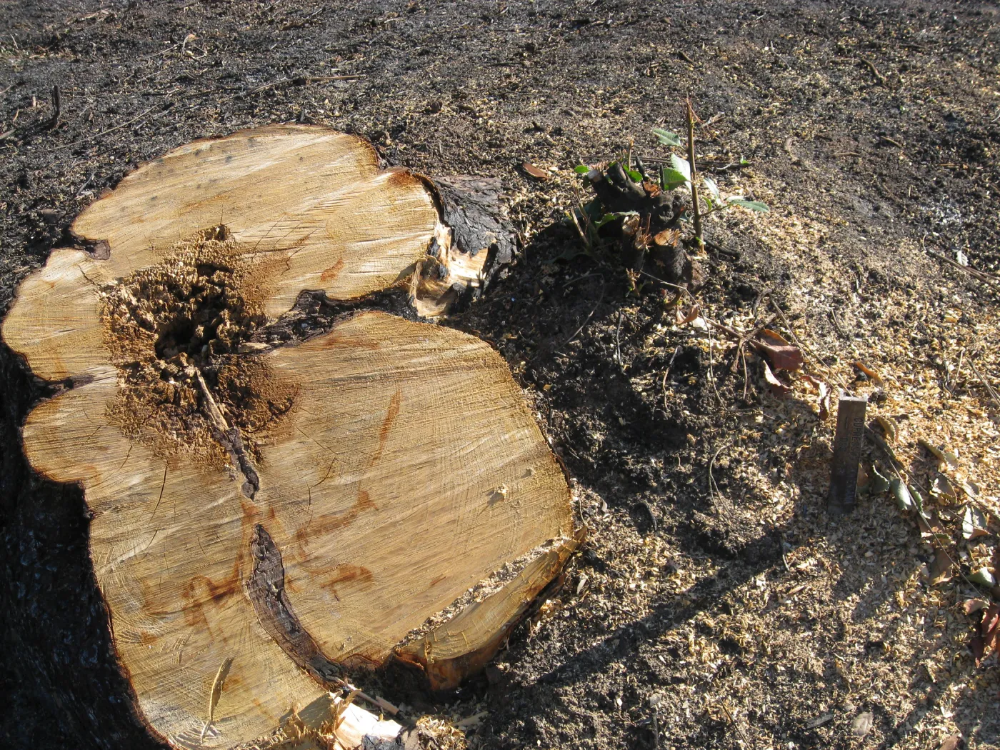 Cypress stump, cleared after Jesusita fire