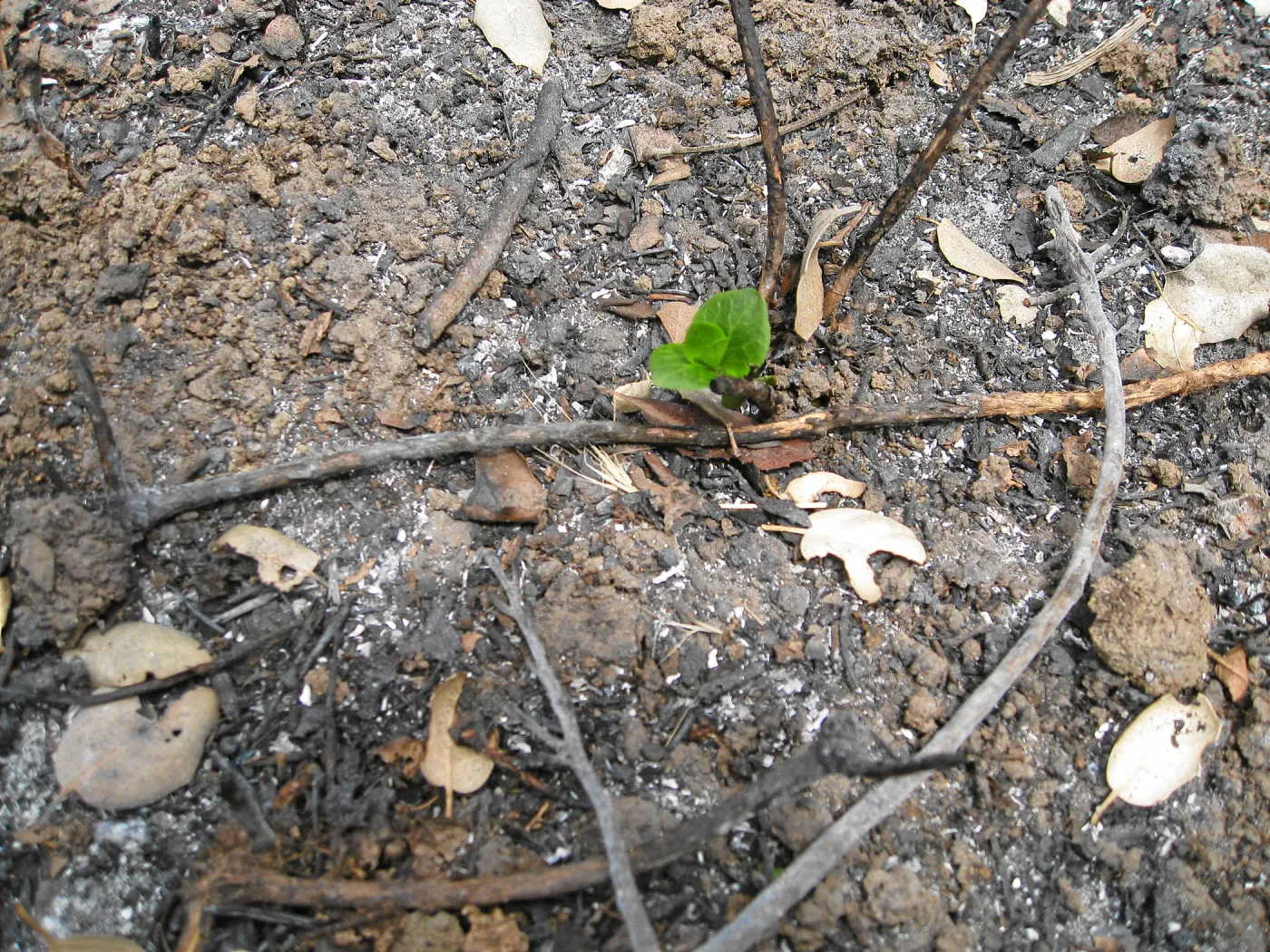 Santa Barbara Botanic Garden after the Jesusita Fire