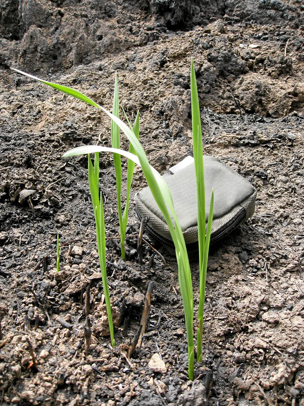 Santa Barbara Botanic Garden after the Jesusita Fire