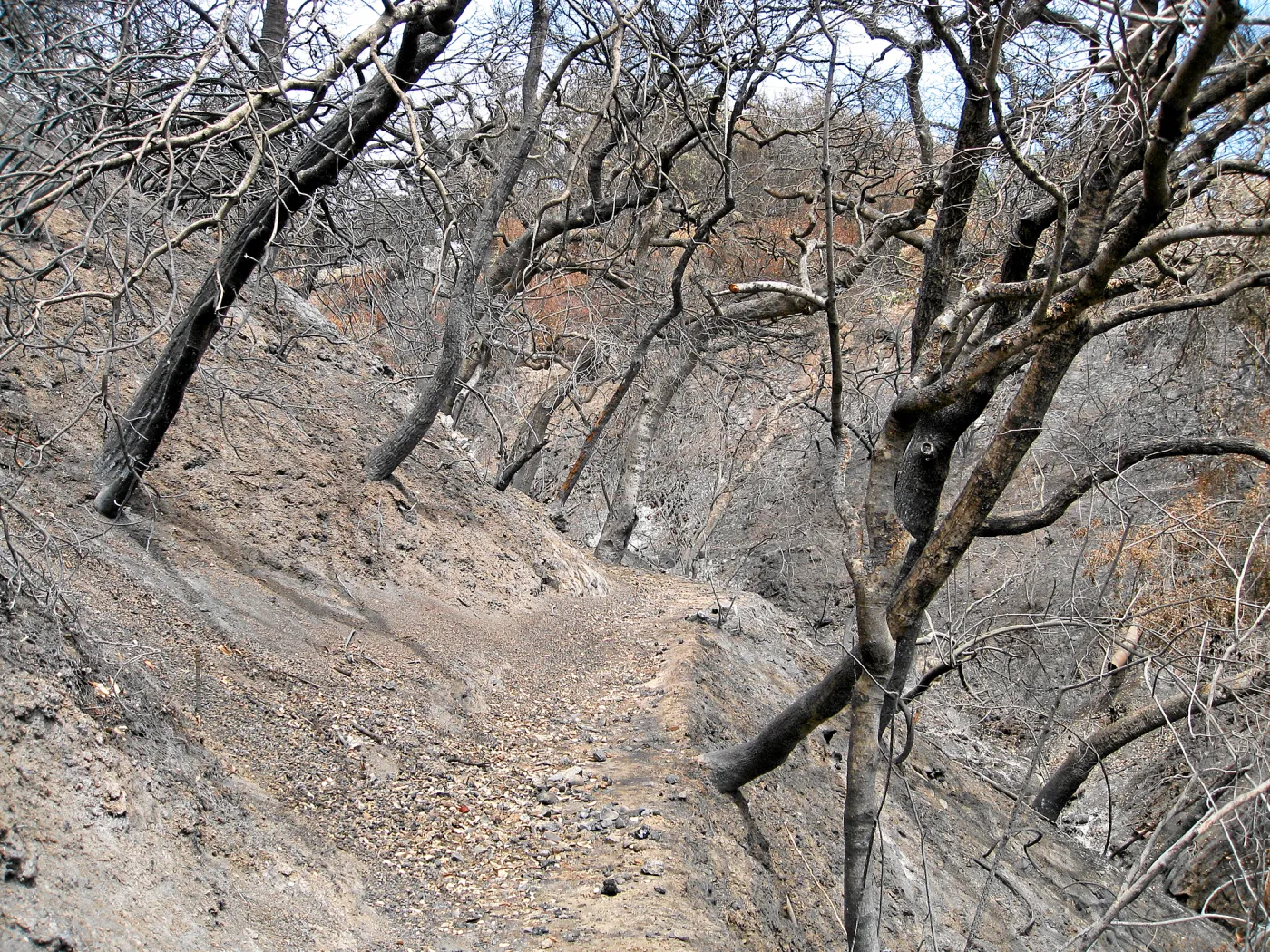 Santa Barbara Botanic Garden after the Jesusita Fire