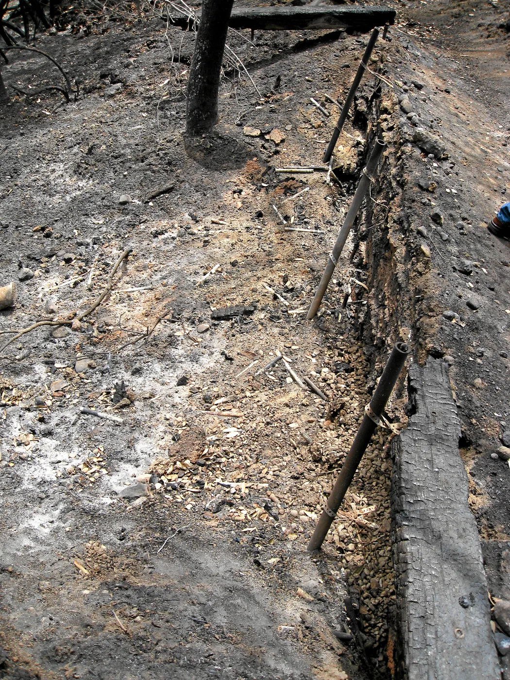 Santa Barbara Botanic Garden after the Jesusita Fire