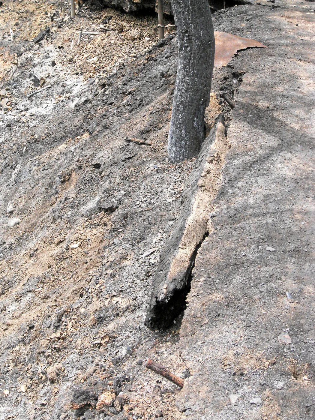 Santa Barbara Botanic Garden after the Jesusita Fire