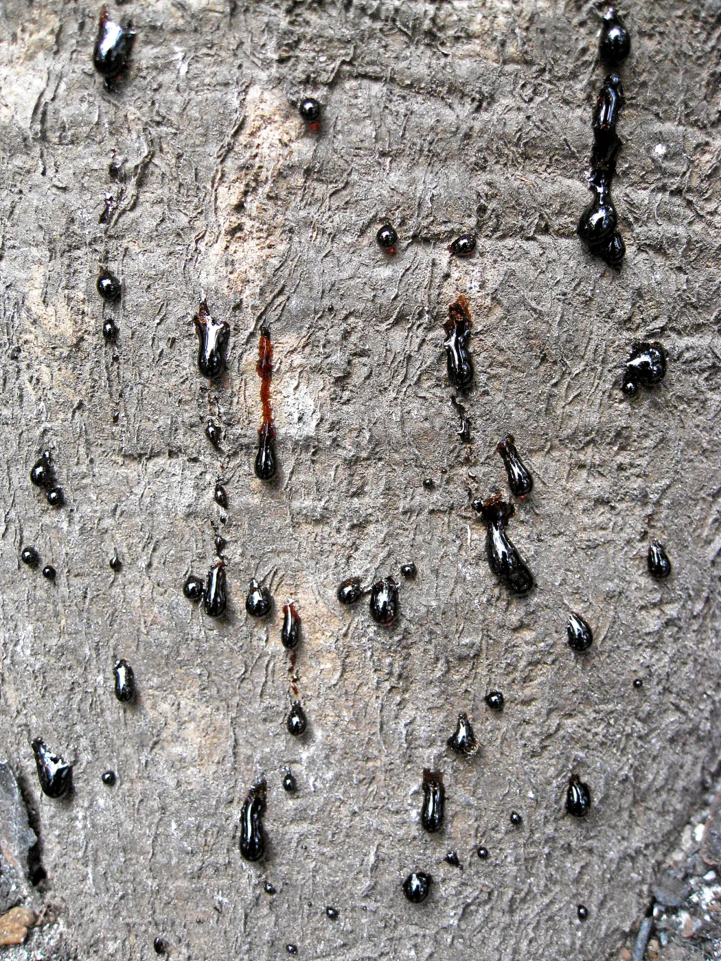 Santa Barbara Botanic Garden after the Jesusita Fire