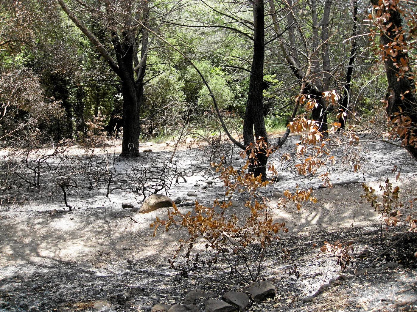 Looking east across Canyon Trail