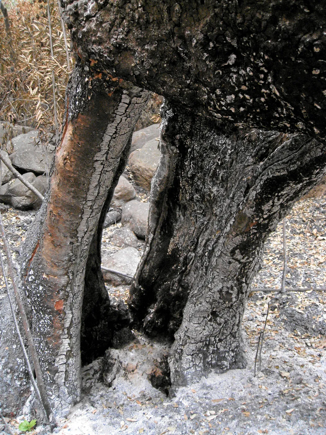 Hollowed out tree