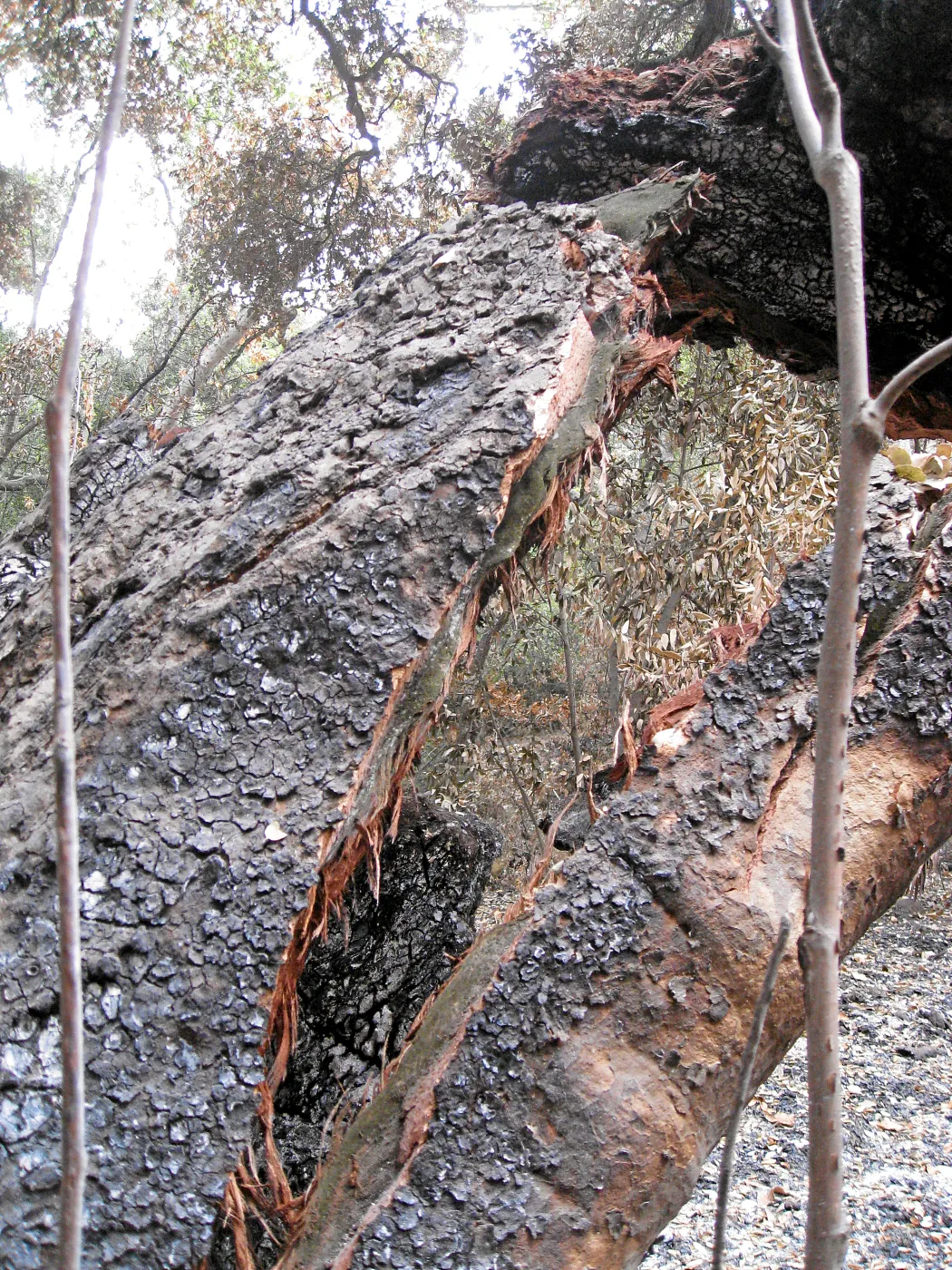 split trunk
