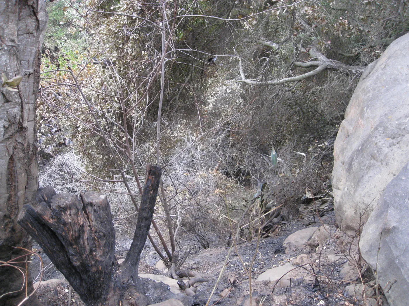 looking down from the east rim of the canyon, adjacent to the Cottage Deck