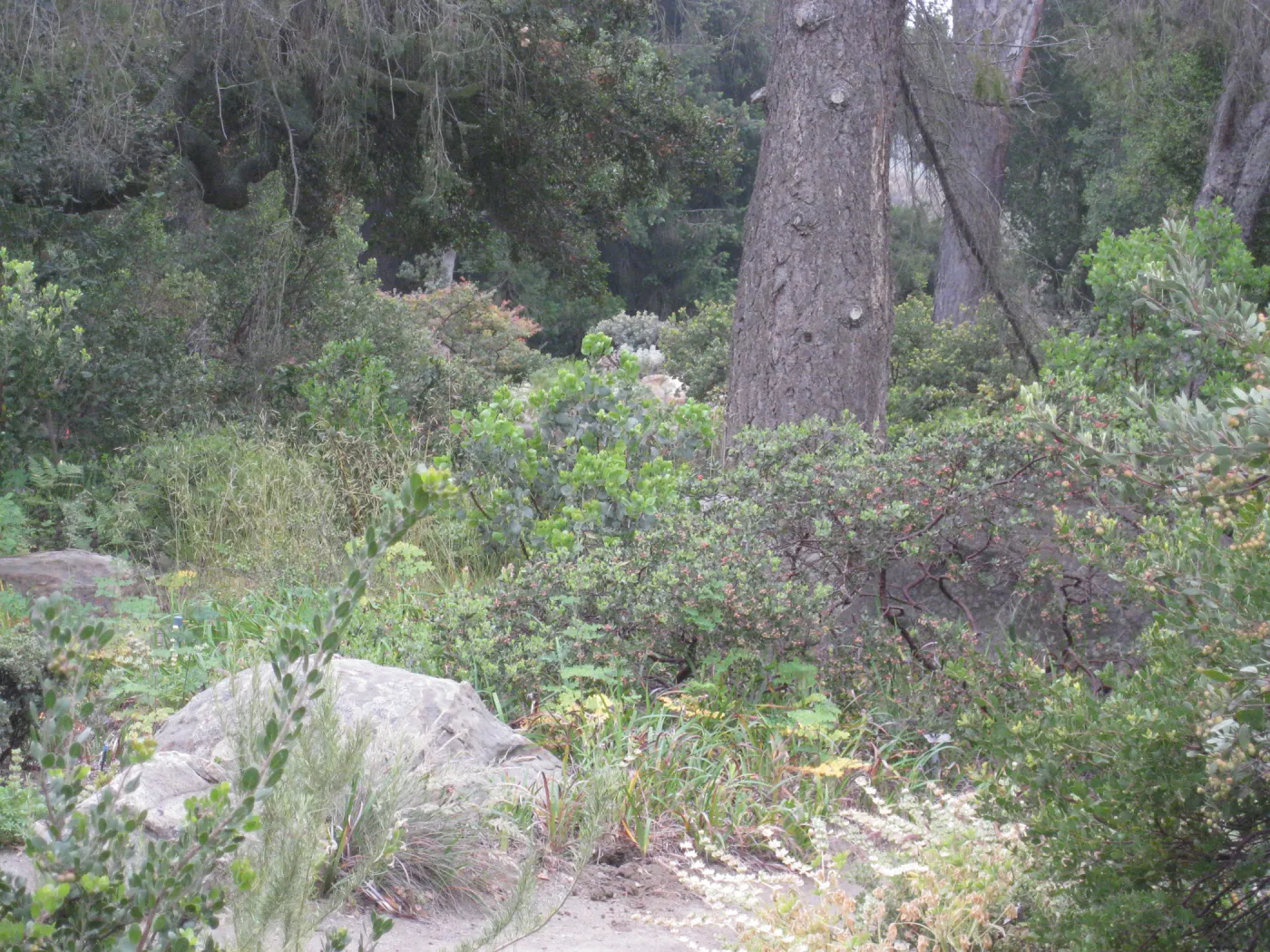 Manzanita Section untouched by Jesusita Fire