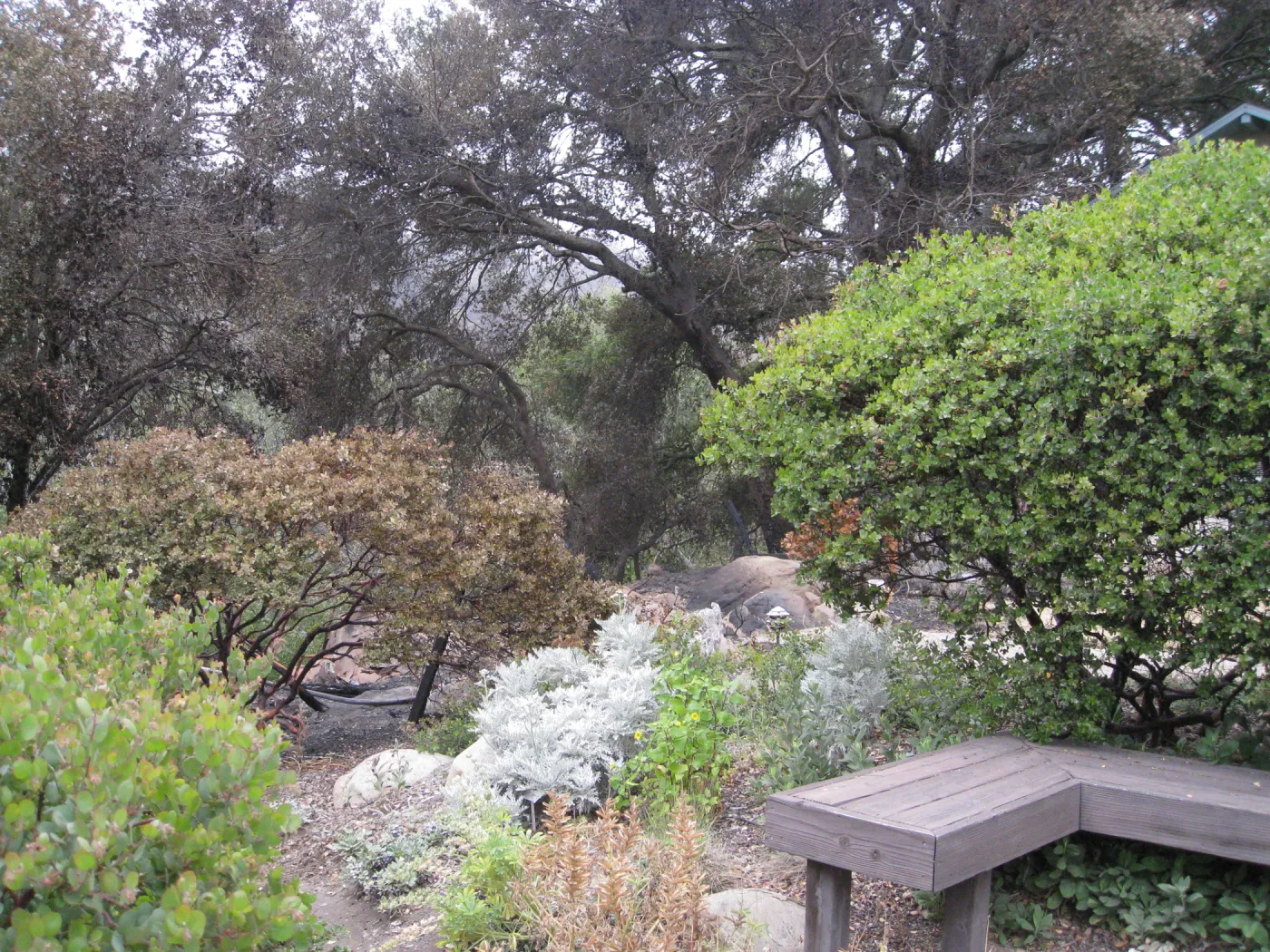 Manzanita Section, untouched by fire, burned vegetation at canyon rim