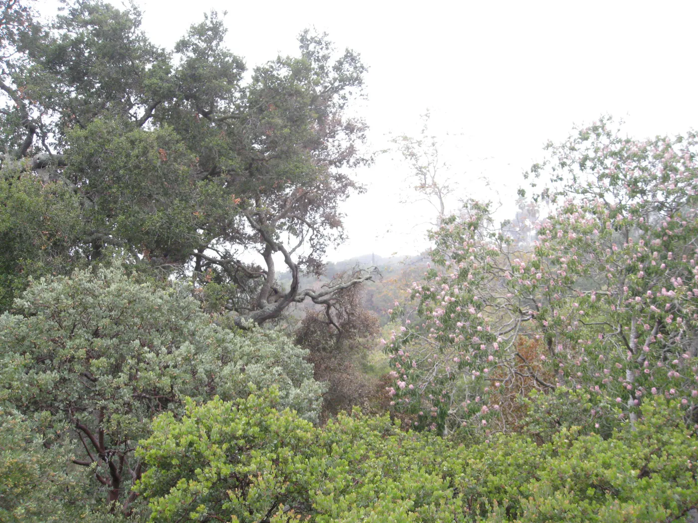 Santa Barbara Botanic Garden after the Jesusita Fire