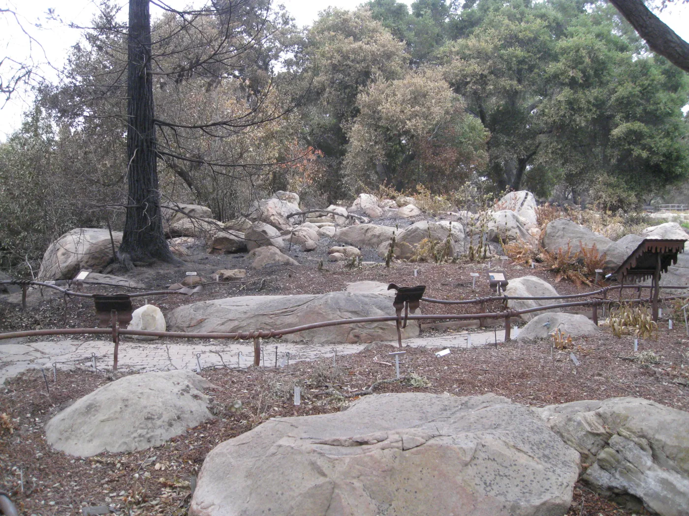 Santa Barbara Botanic Garden after the Jesusita Fire
