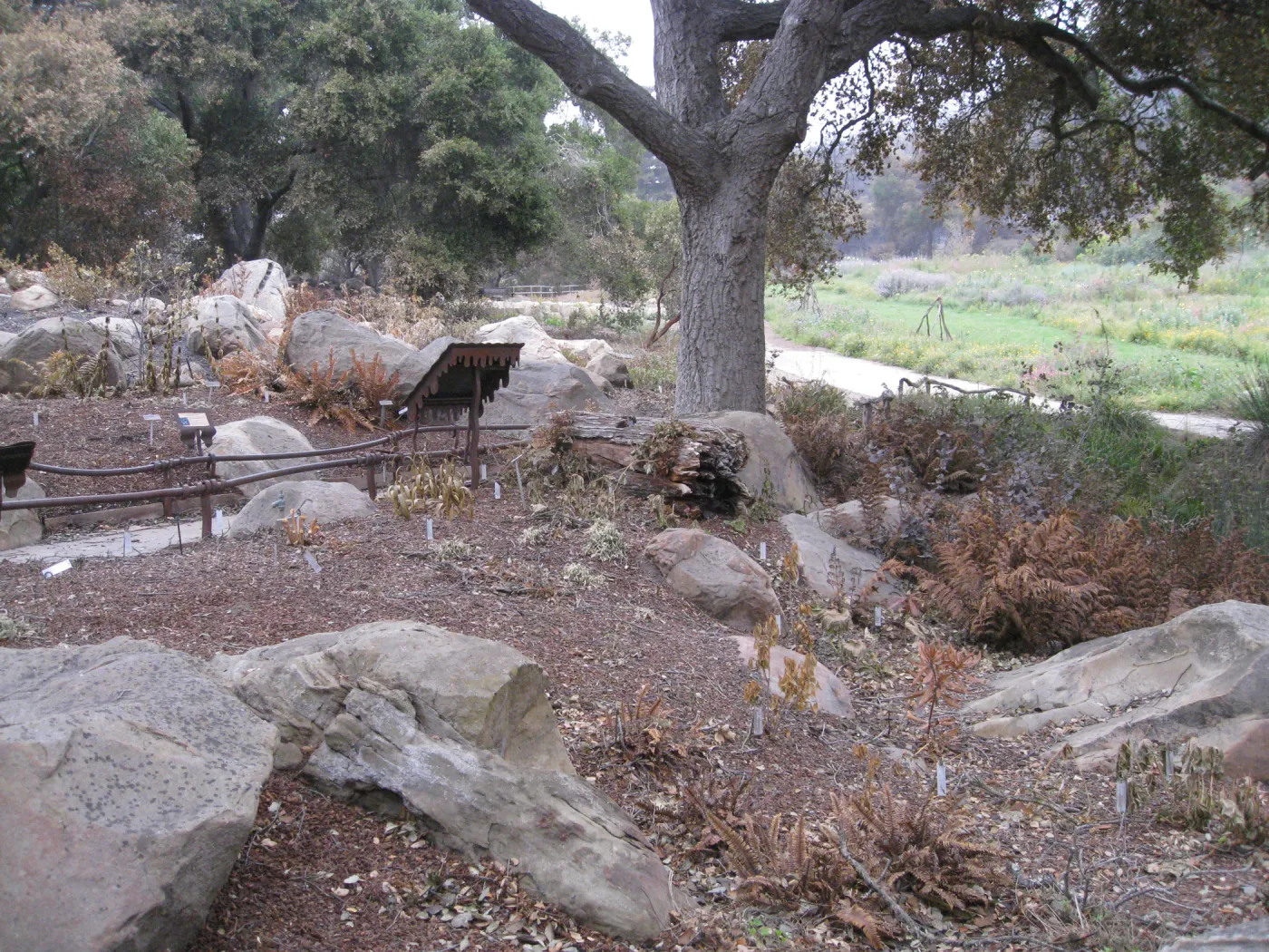 Santa Barbara Botanic Garden after the Jesusita Fire