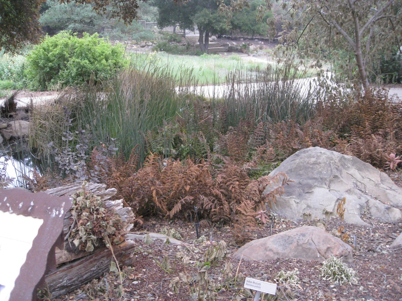 Orchid display after the Jesusita Fire