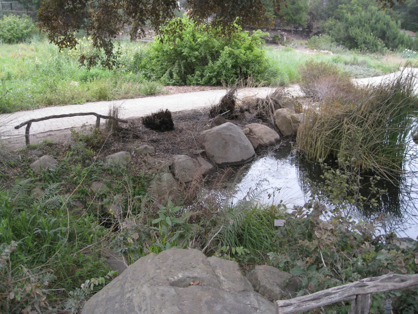 Pond after the Jesusita Fire