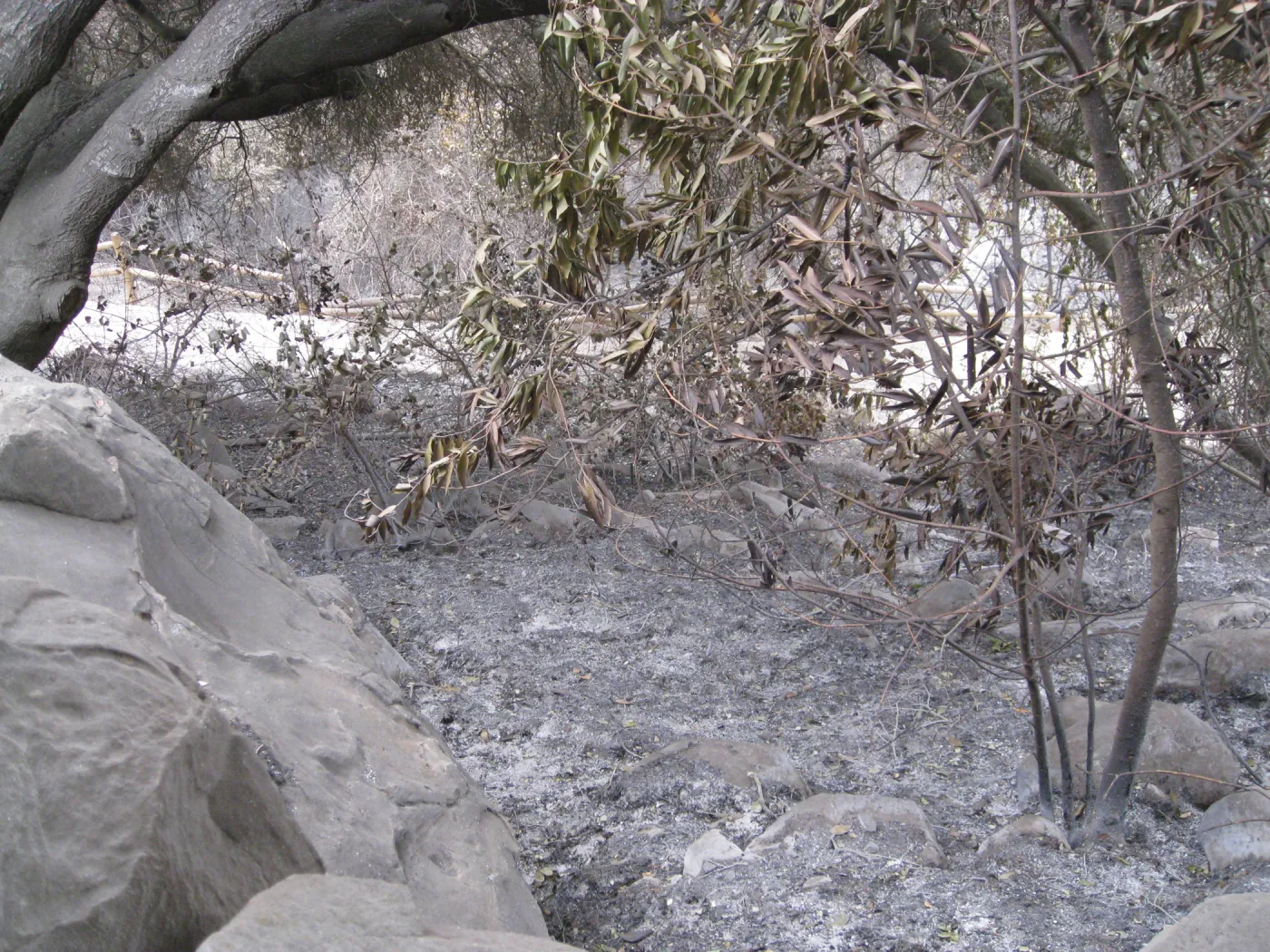 Looking down on Campbell Trail after the Jesusita Fire