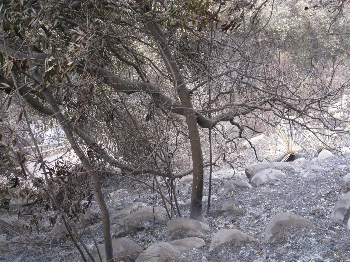 Campbell Trail after the Jesusita Fire