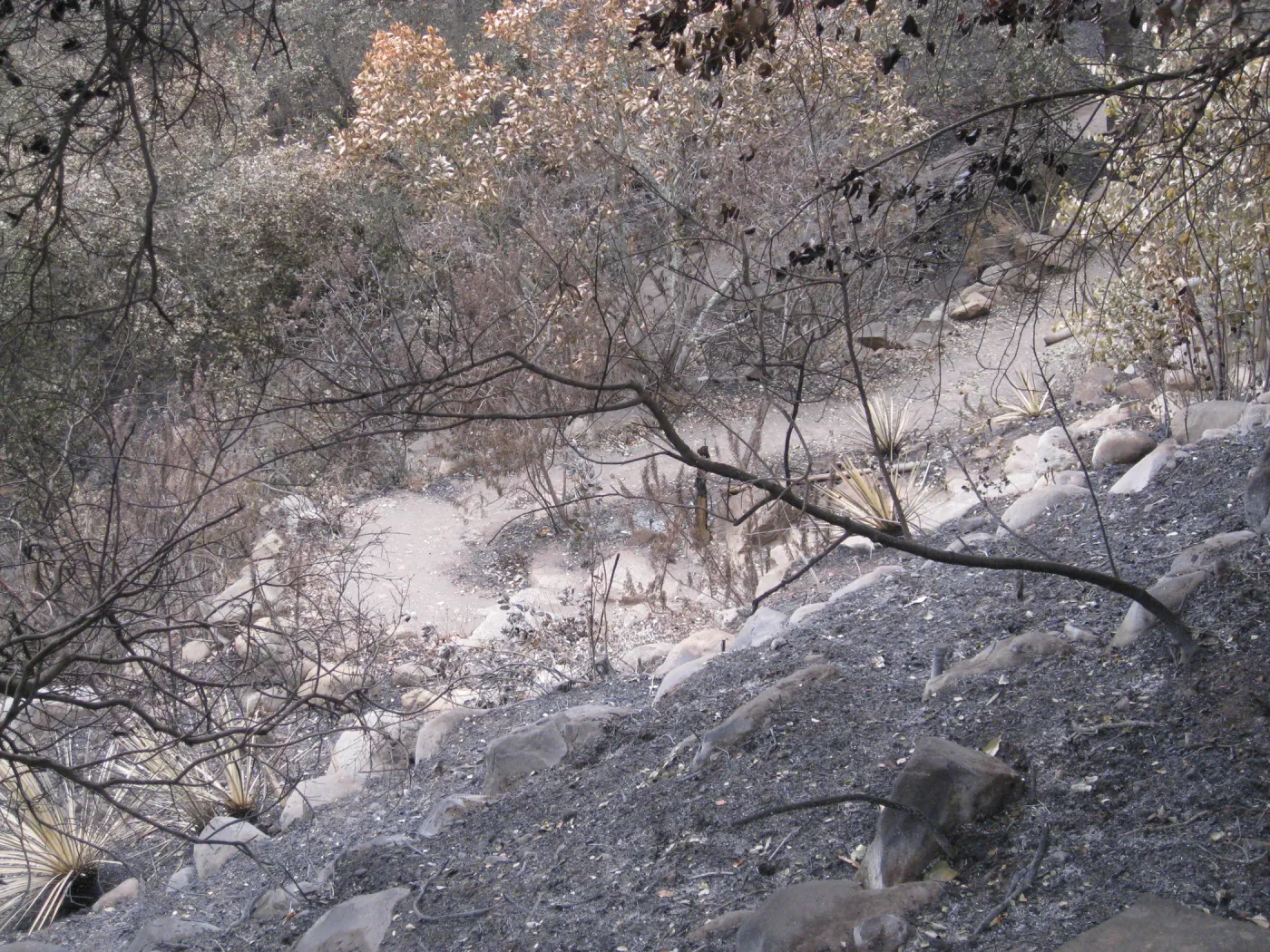 Campbell Trail after the Jesusita Fire