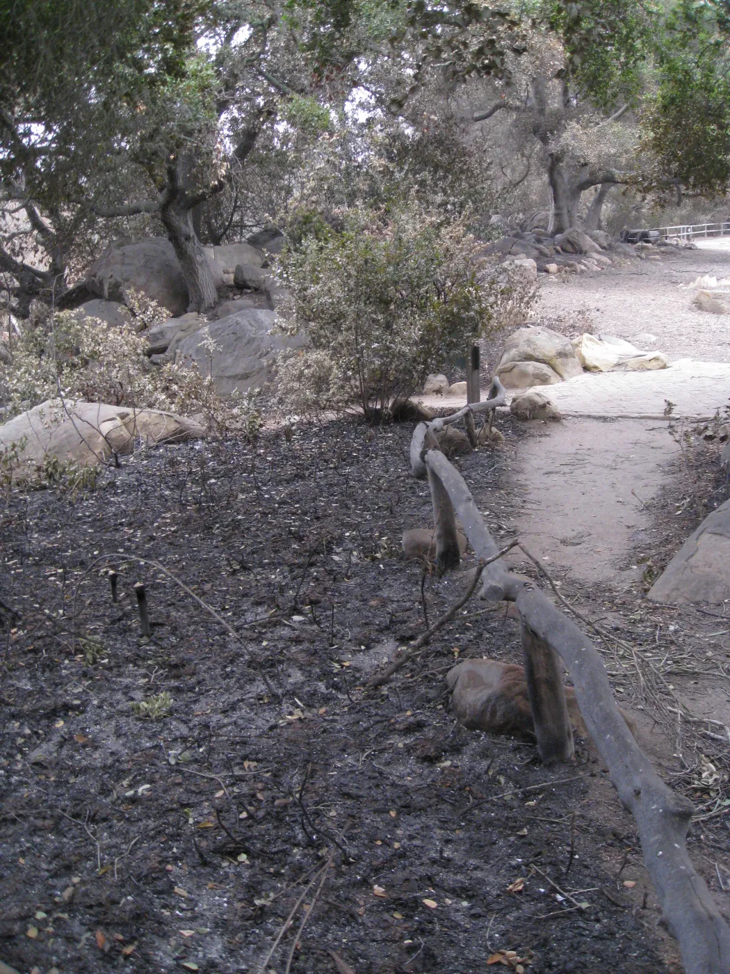 Meadow Oaks/ top of Campbell Trail after the Jesusita Fire