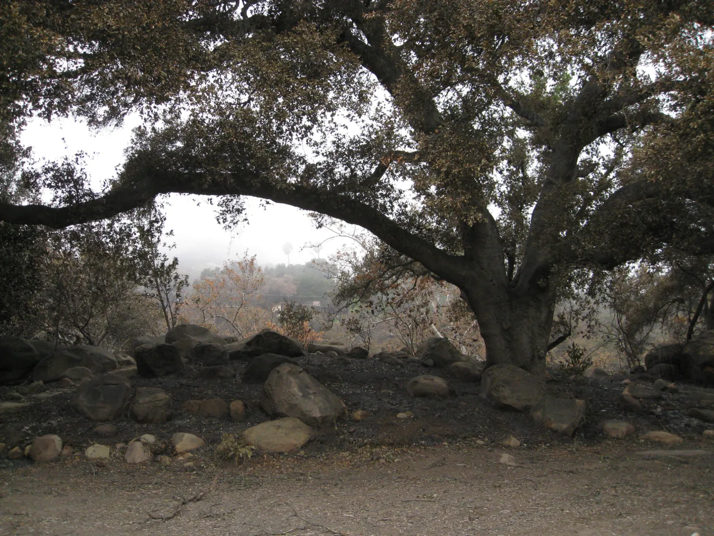 Meadow Oaks after the Jesusita Fire
