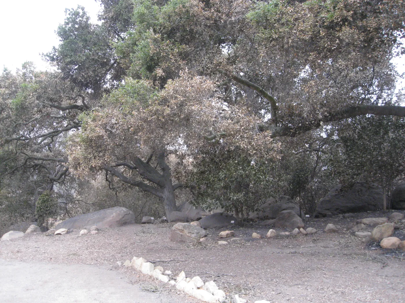 Meadow Oaks after the Jesusita Fire