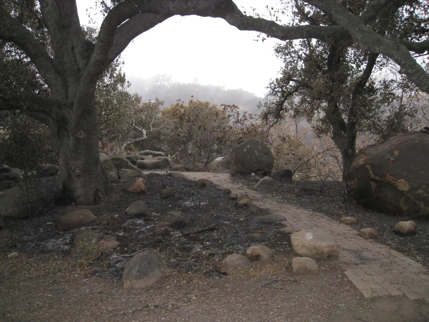 Meadow Oaks/canyon overlook after the Jesusita Fire