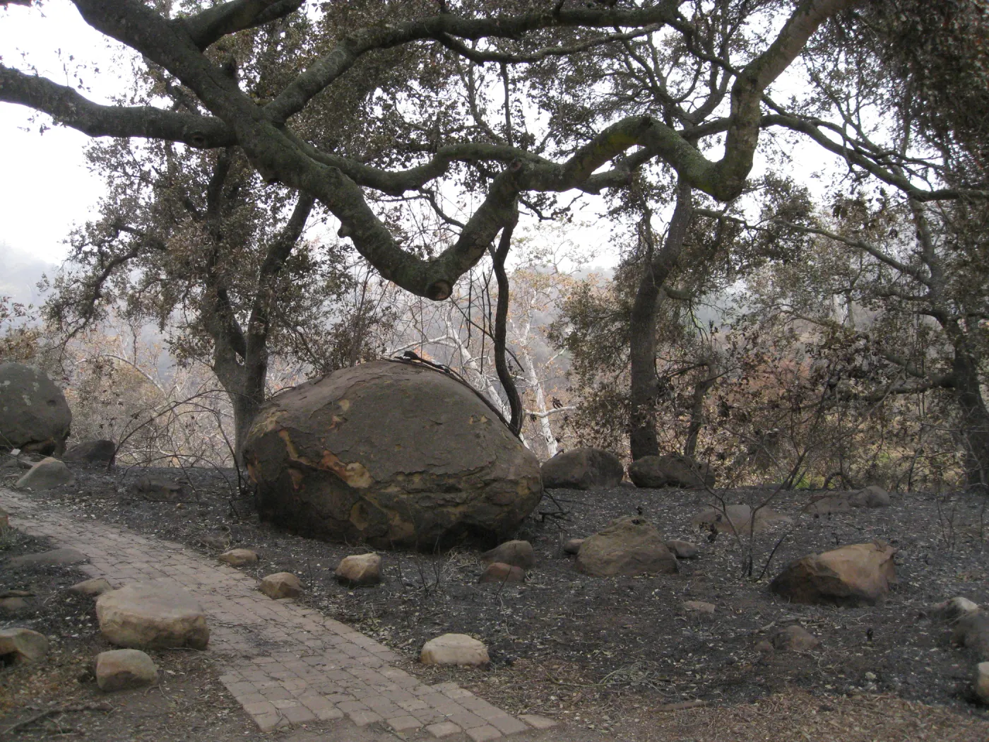 Meadow Oaks/canyon overlook after the Jesusita Fire