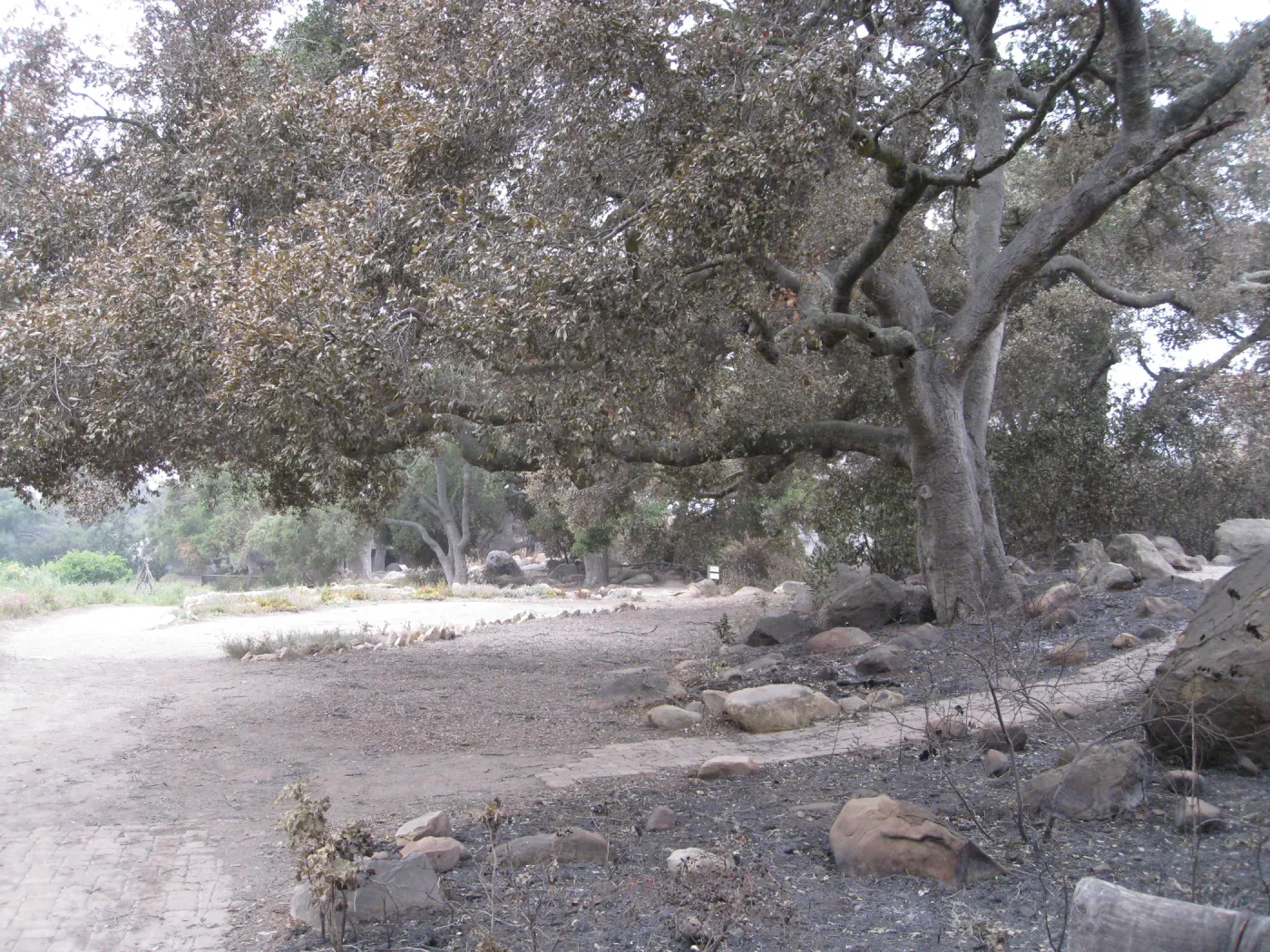 Meadow Oaks after the Jesusita Fire