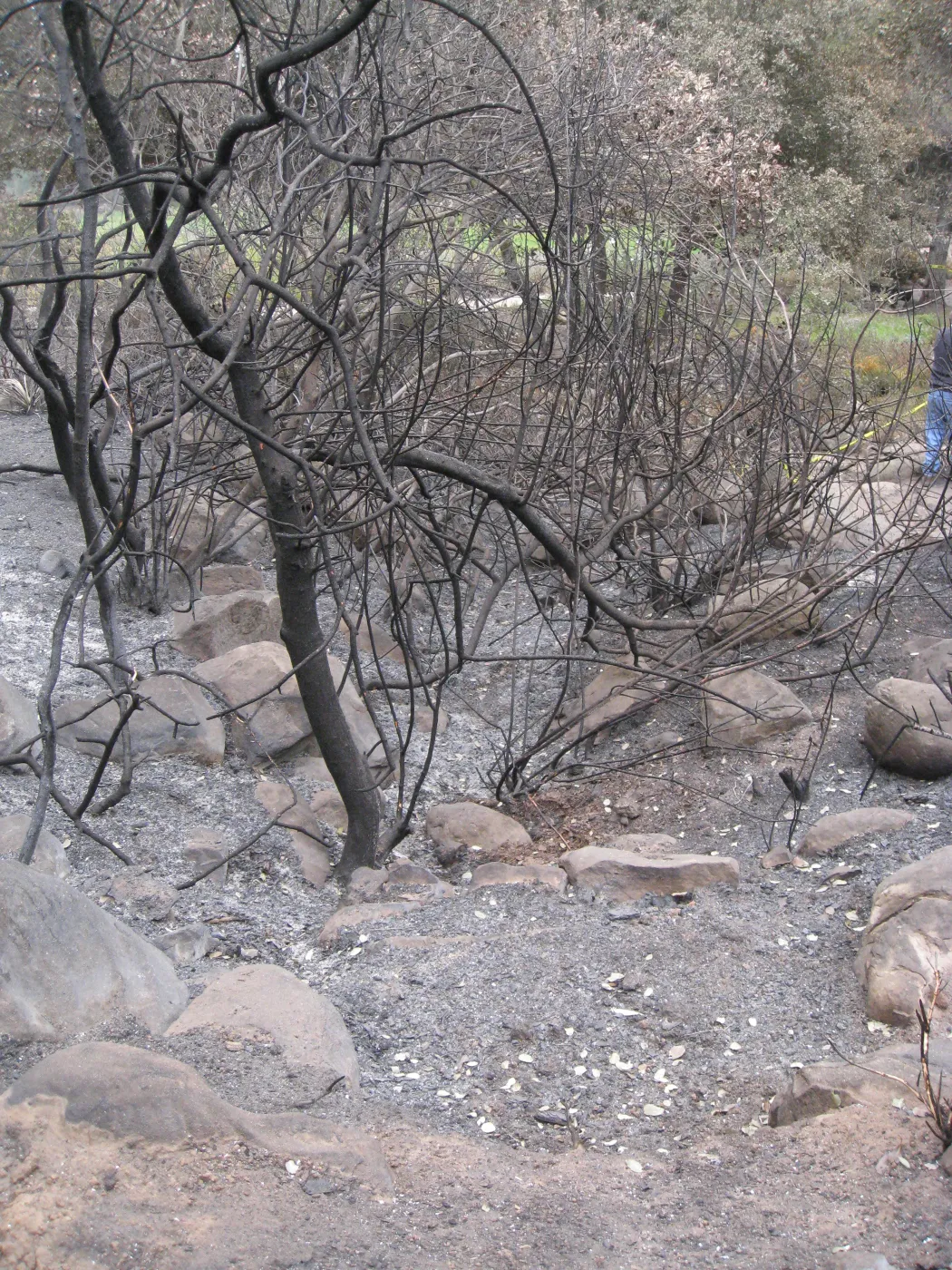 Possible site of old water course at top of Woodland Trail exposed by the Jesusita Fire