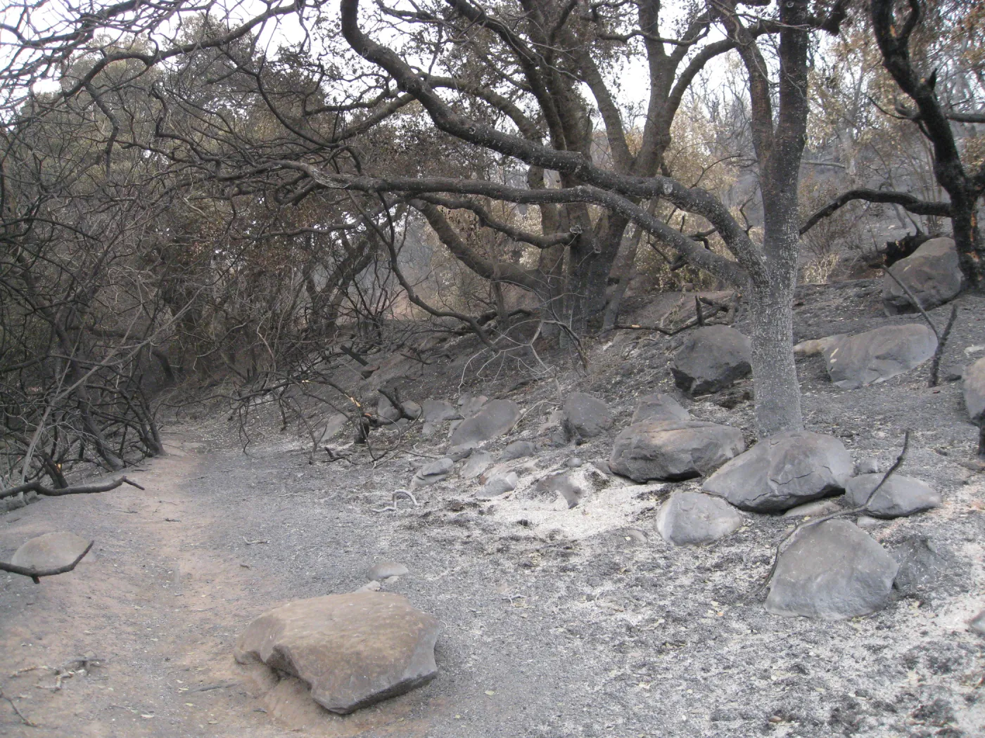 Woodland Trail after the Jesusita Fire