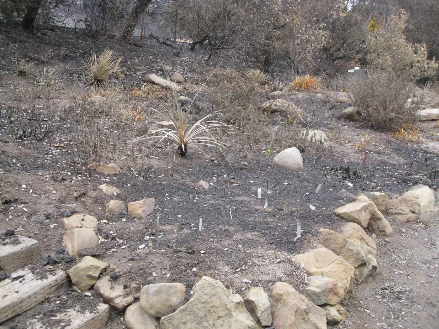Meadow View bulb display after the Jesusita Fire