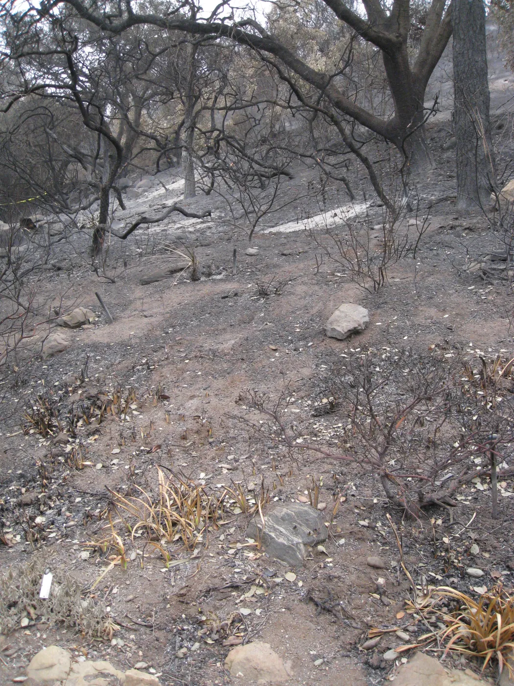 Woodland Trail after the Jesusita Fire