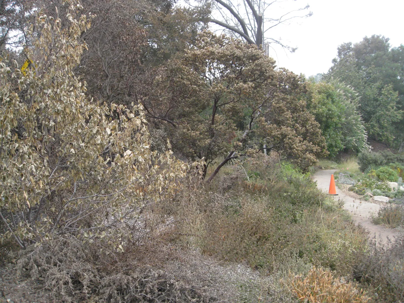 Looking south to Dudleya display from the Meadow View after the Jesusita Fire